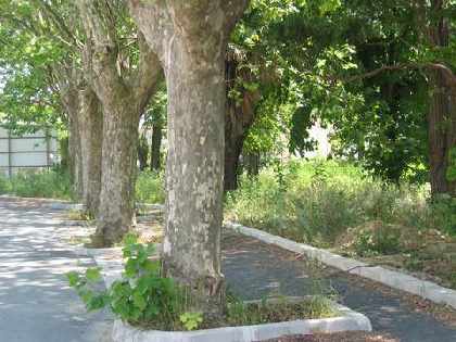 Part of the grounds