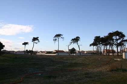 The Site