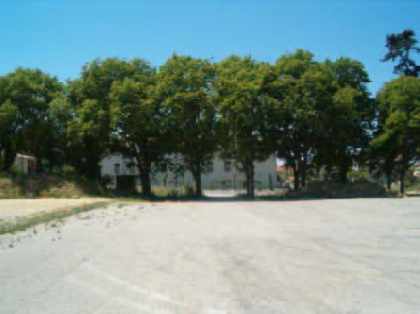 Chestnut trees around the site