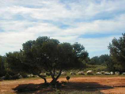 More of The Site